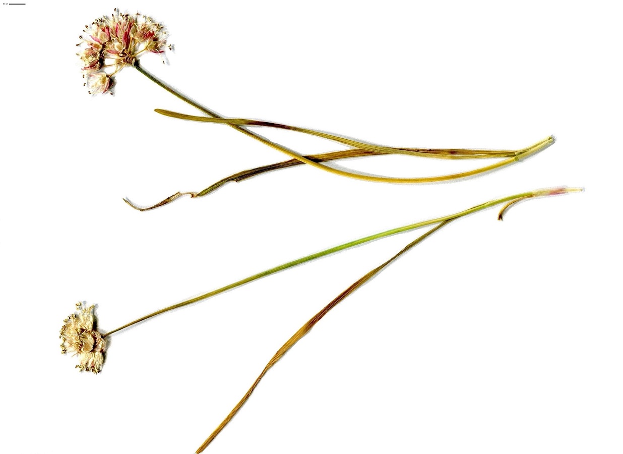Allium ericetorum (Amaryllidaceae)